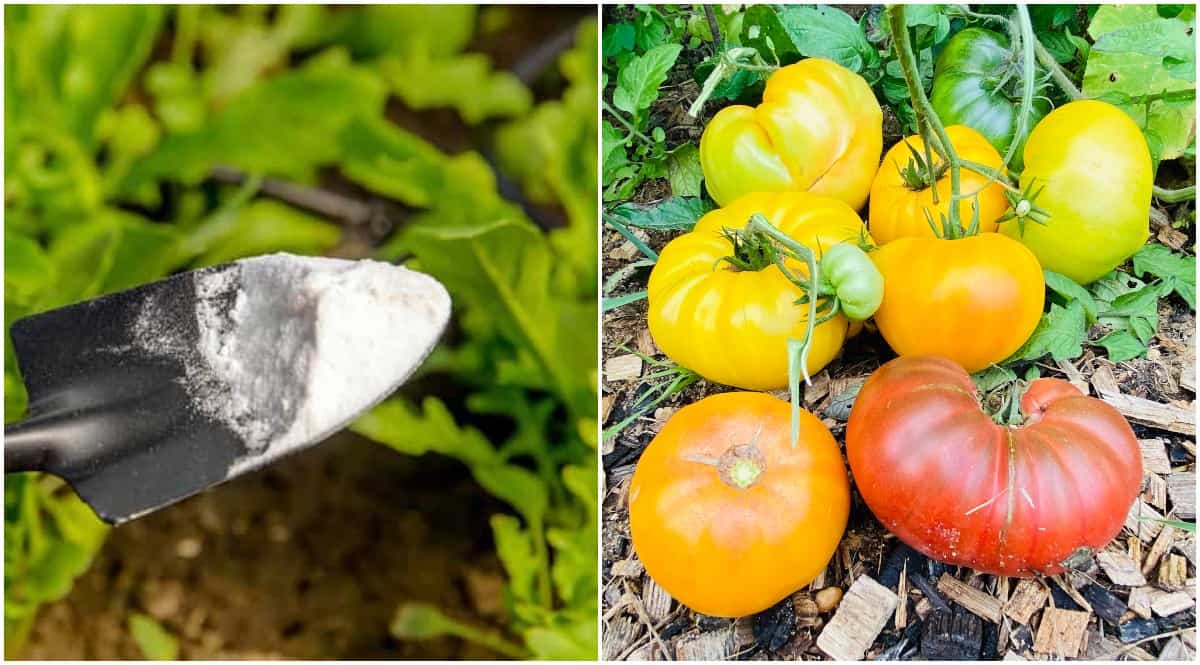 3 Ways Baking Soda Helps Tomato Plants (& 3 Ways It Doesn’t)