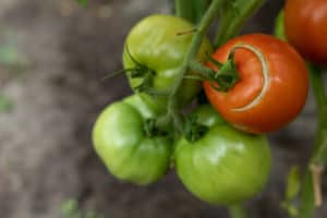 The Reason Your Tomatoes Are Splitting (& How To Stop It) - Tomato Bible