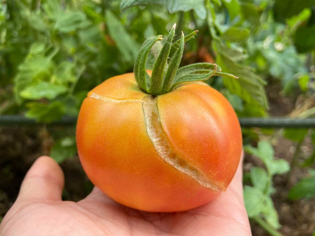 La raison pour laquelle vos tomates se fendent (et comment l&rsquo;arrêter)