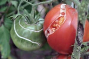 The Reason Your Tomatoes Are Splitting (& How To Stop It) - Tomato Bible