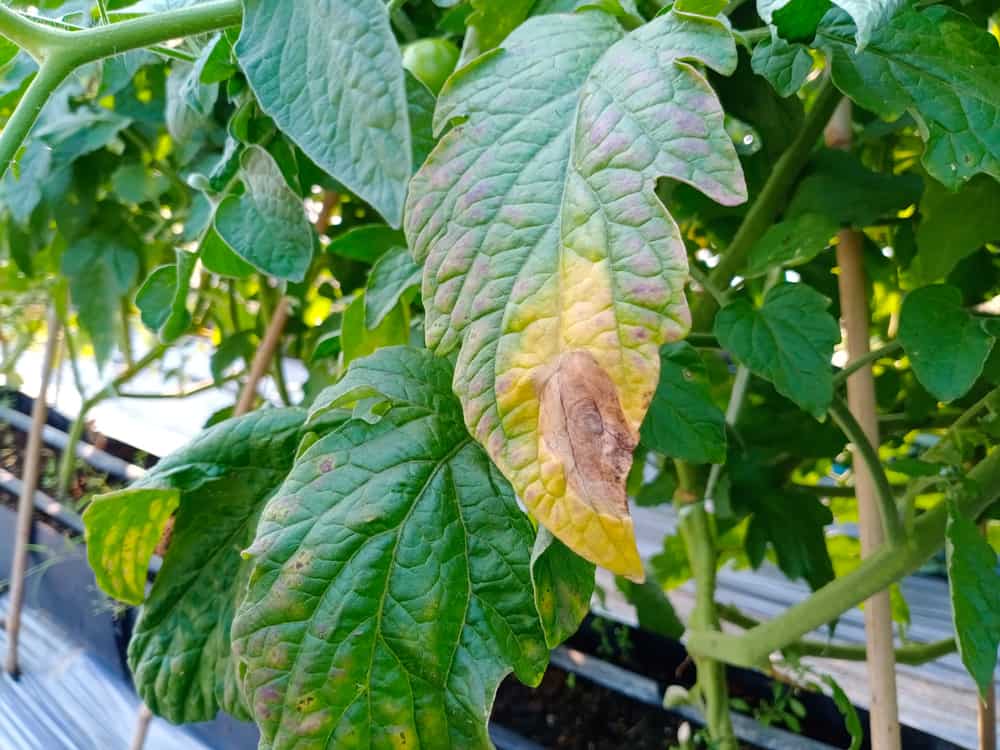 3 façons dont le bicarbonate de soude aide les plants de tomates (et 3 façons dont il ne le fait pas)