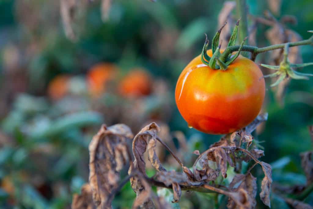 8 conseils pour protéger les plants de tomates de la chaleur extrême