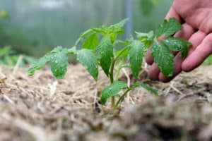 The Reason Your Tomatoes Are Splitting (& How To Stop It) - Tomato Bible