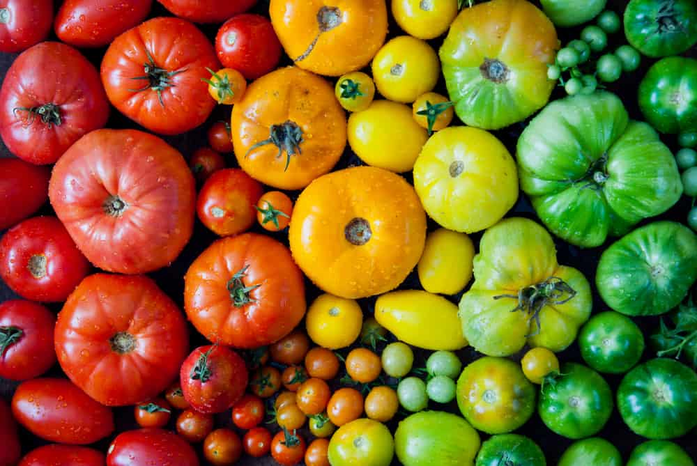 La raison pour laquelle vos tomates se fendent (et comment l&rsquo;arrêter)