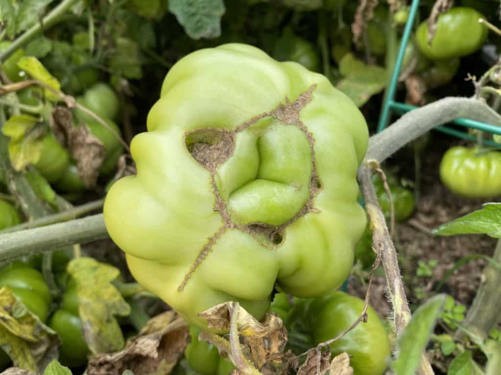 Épaules vertes – Pourquoi le dessus de mes tomates ne mûrit-il pas ?