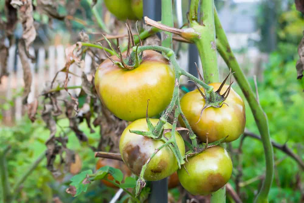 Pourquoi mes fleurs de tomates tombent-elles ?  7 causes et comment les résoudre