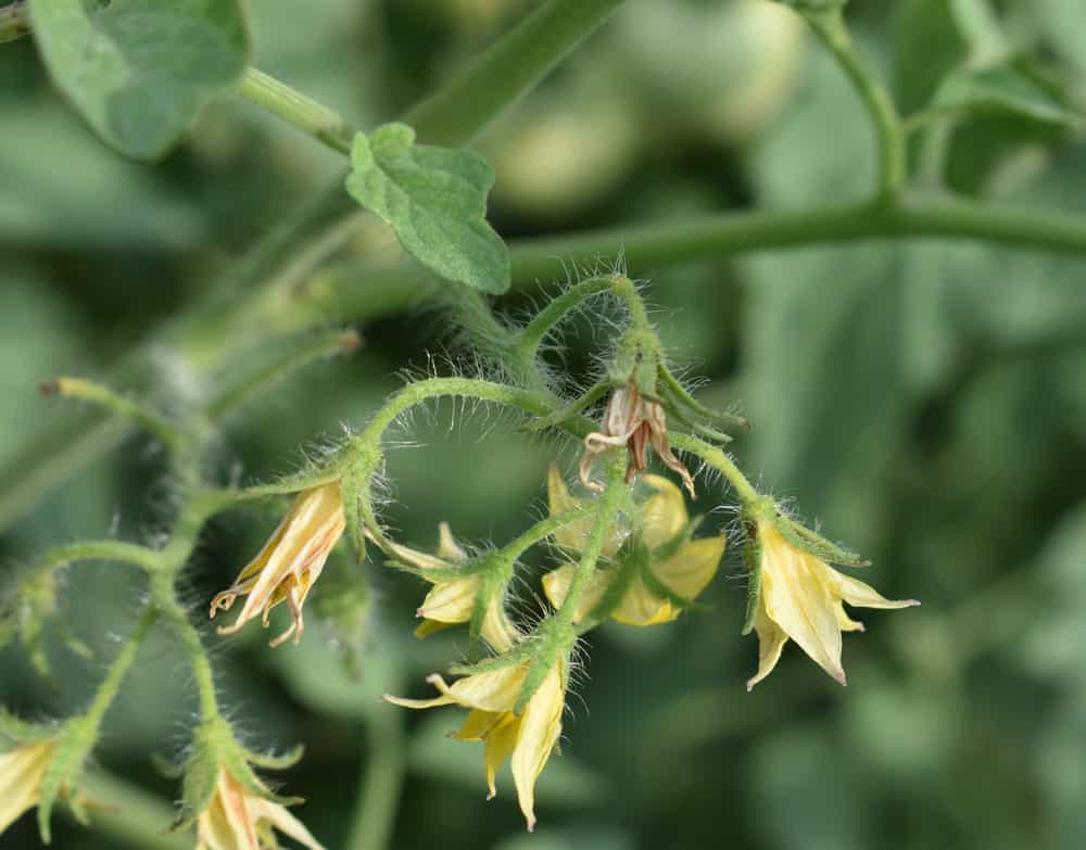 Pourquoi mes fleurs de tomates tombent-elles ?  7 causes et comment les résoudre