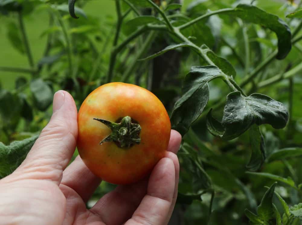 Épaules vertes – Pourquoi le dessus de mes tomates ne mûrit-il pas ?