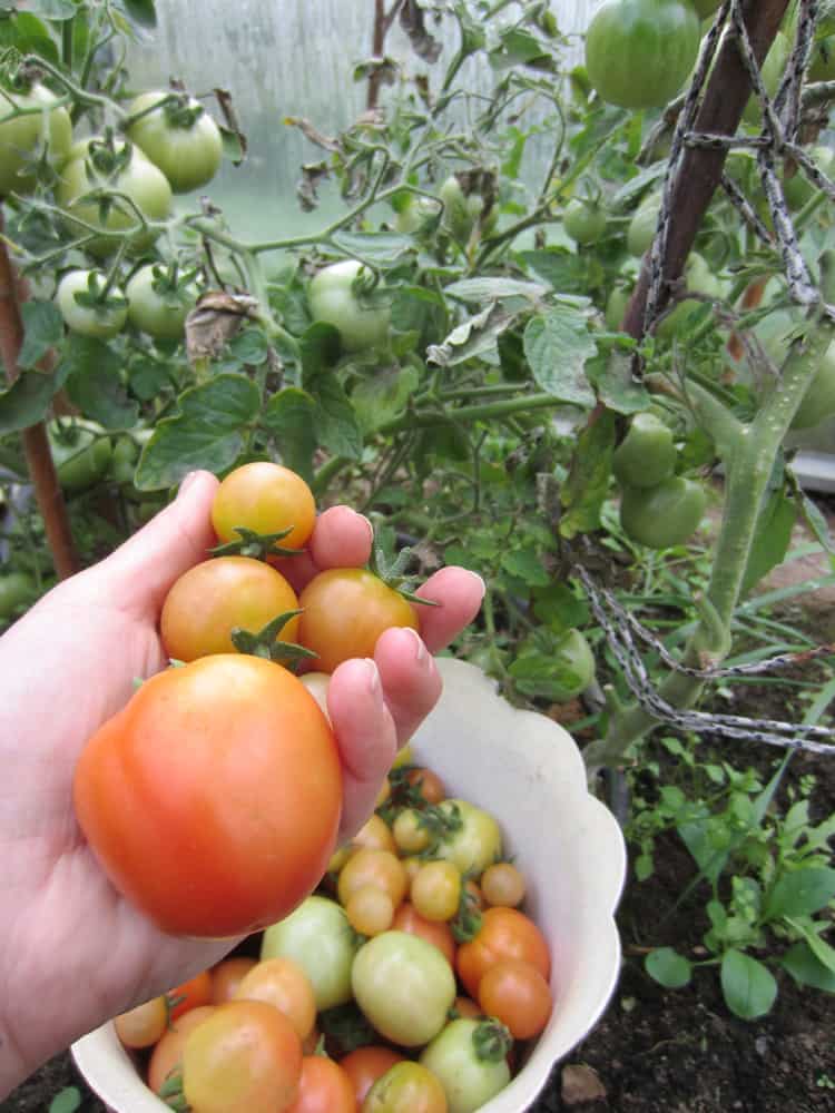 3 façons de maximiser votre récolte de tomates en fin de saison (et que faire à la fin de la saison)