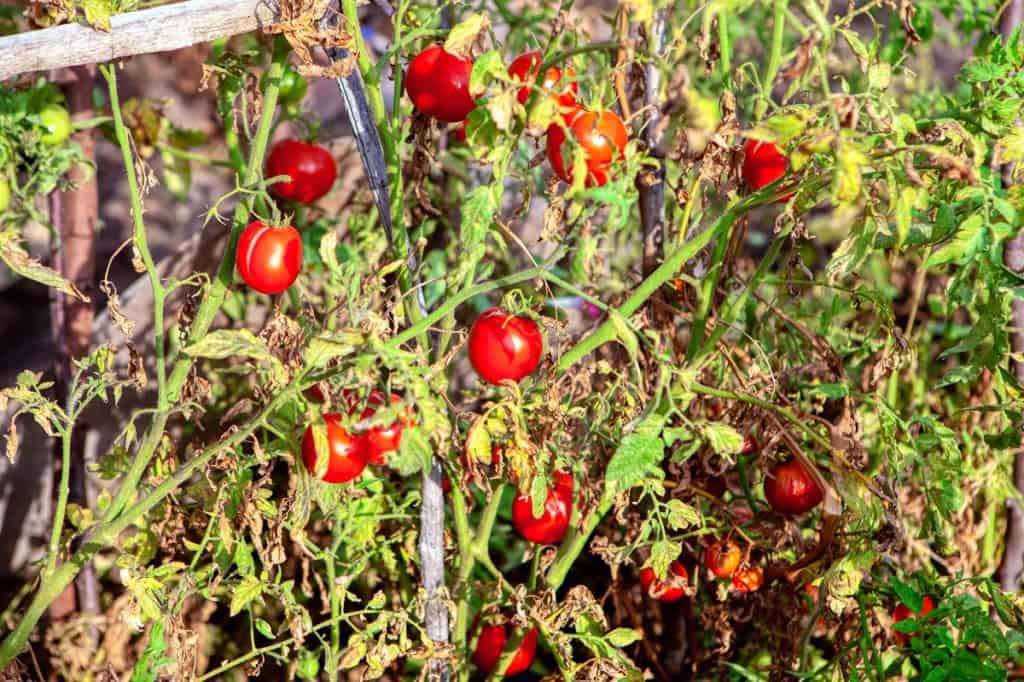 3 façons de maximiser votre récolte de tomates en fin de saison (et que faire à la fin de la saison)