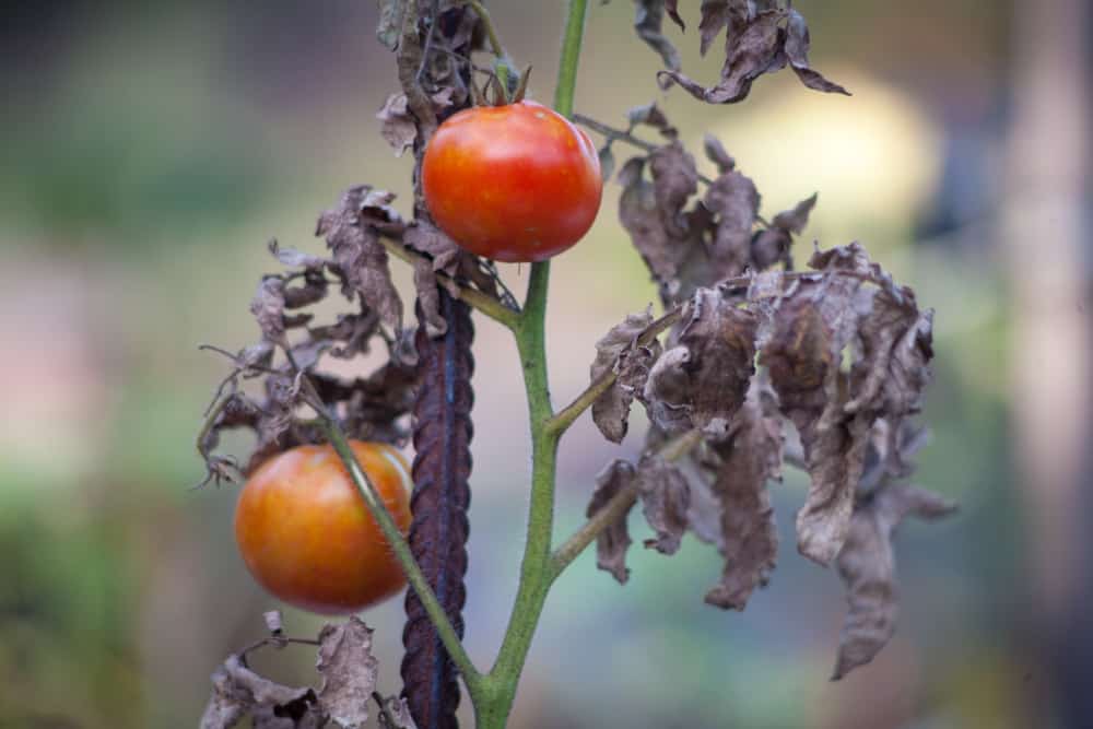 Faut-il composter les plants de tomates ?  Que faire des plantes fanées
