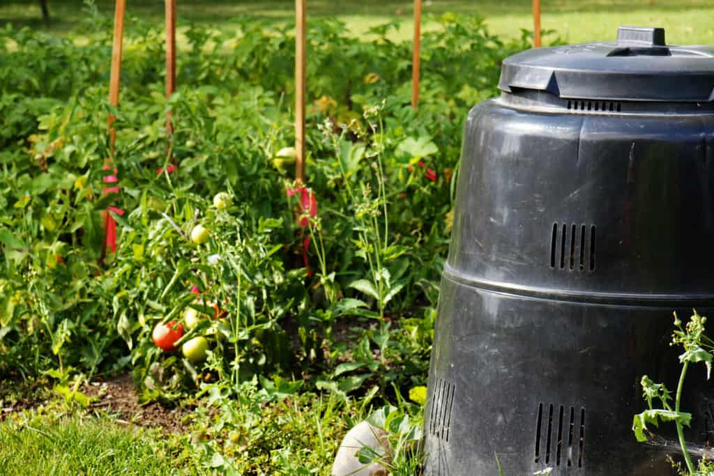 Faut-il composter les plants de tomates ?  Que faire des plantes fanées