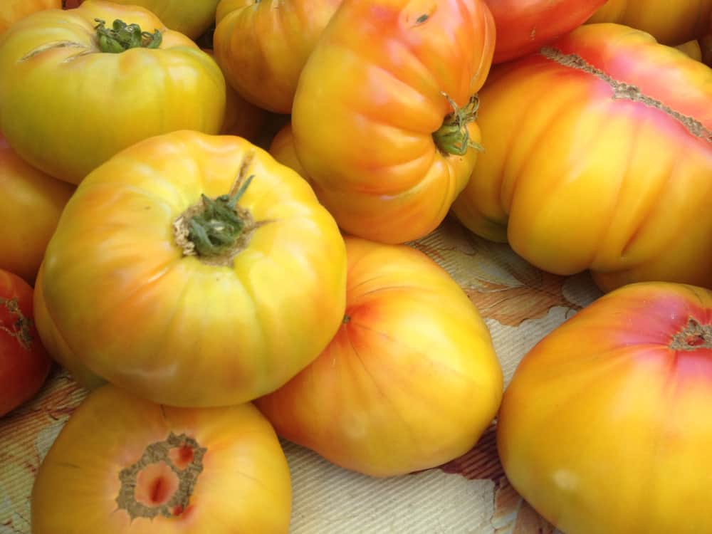 13 variétés de tomates tolérantes à l&rsquo;ombre qui n&rsquo;ont pas besoin d&rsquo;autant de soleil