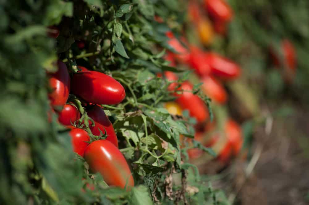 13 variétés de tomates tolérantes à l&rsquo;ombre qui n&rsquo;ont pas besoin d&rsquo;autant de soleil