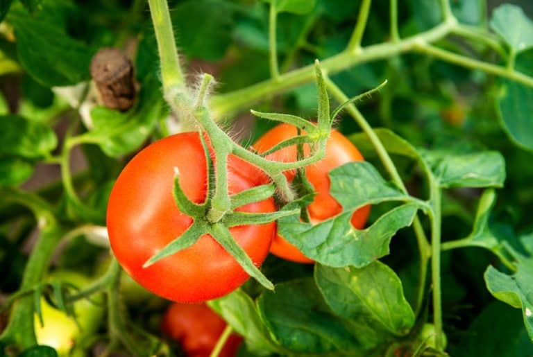 13 Shade Tolerant Tomato Varieties That Don't Need As Much Sun Tomato