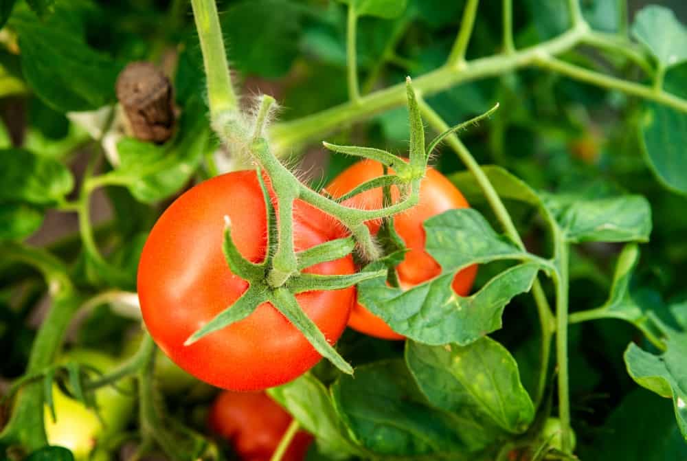 10 tâches de tomates de printemps pour d&rsquo;énormes récoltes d&rsquo;été