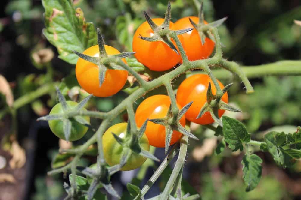 26 variétés de tomates à la croissance la plus rapide pour les saisons courtes