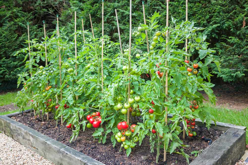 Espacement des plants de tomates &#8211; À quelle distance planter des plants de tomates?