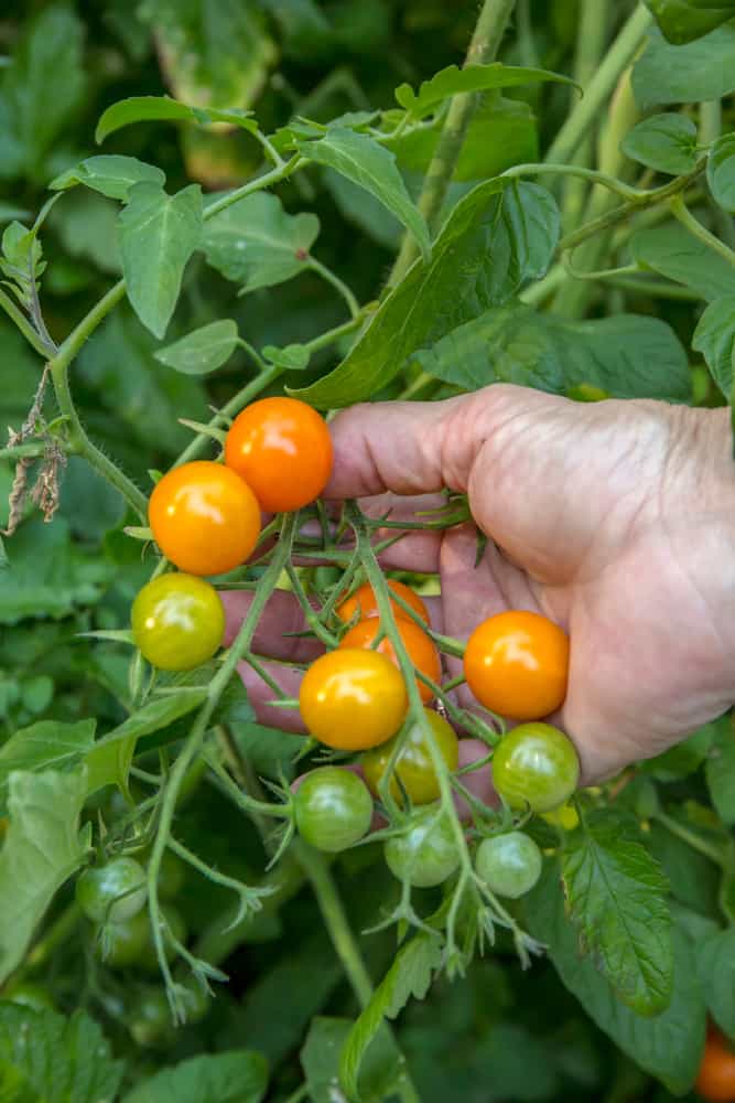 26 variétés de tomates à la croissance la plus rapide pour les saisons courtes