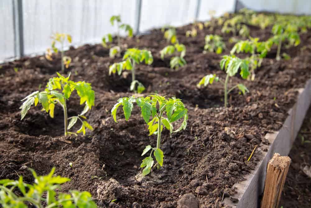 Tomato Plant Spacing - How Far Apart To Plant Tomato Plants?
