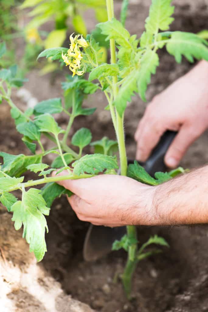 Plantez des tomates en profondeur ou sur le côté &#8211; Le secret de votre meilleure récolte