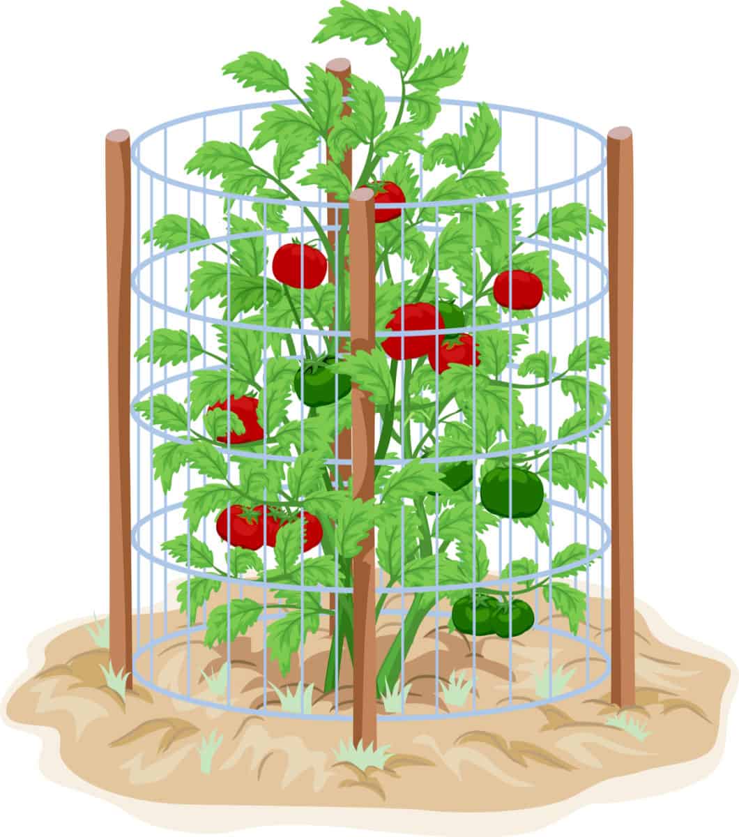 Cages à tomates : comment les utiliser, les meilleurs types et un type que vous ne devriez pas utiliser