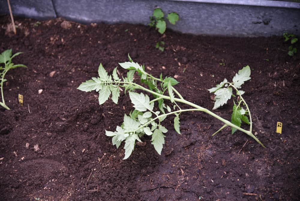 8 étapes pour transplanter des plants de tomates dans le bon sens