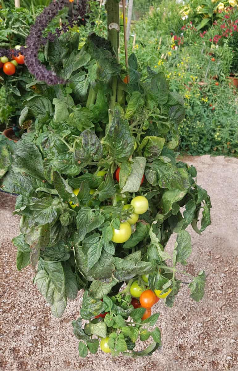 Planteur de tomates et de basilic à l&rsquo;envers bricolage (aucun outil nécessaire)