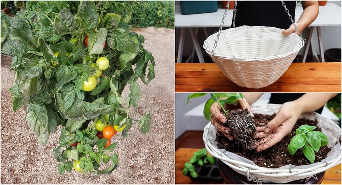 DIY Upside Down Tomato & Basil Planter (No Tools Needed) Tomato Bible