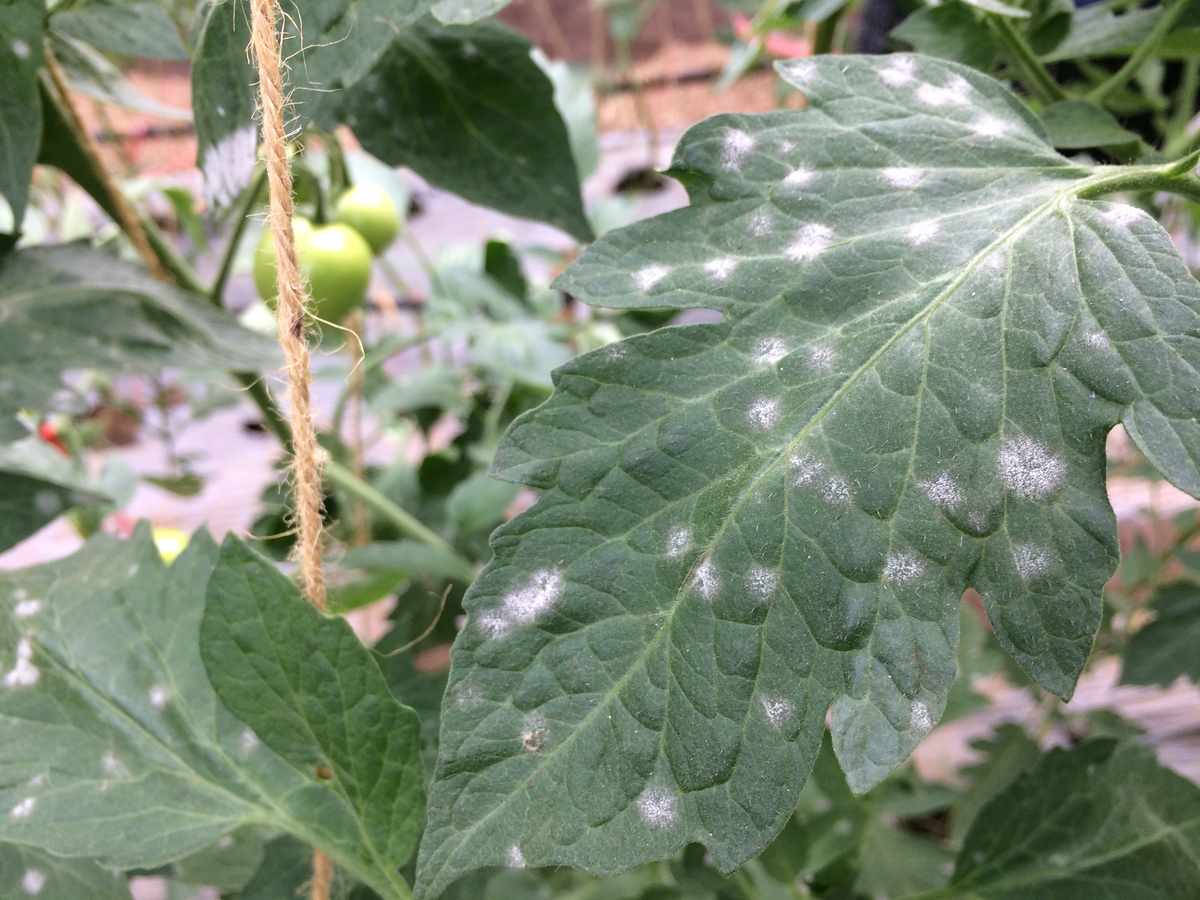 3 raisons pour les taches blanches sur les feuilles de tomates (et comment les réparer)