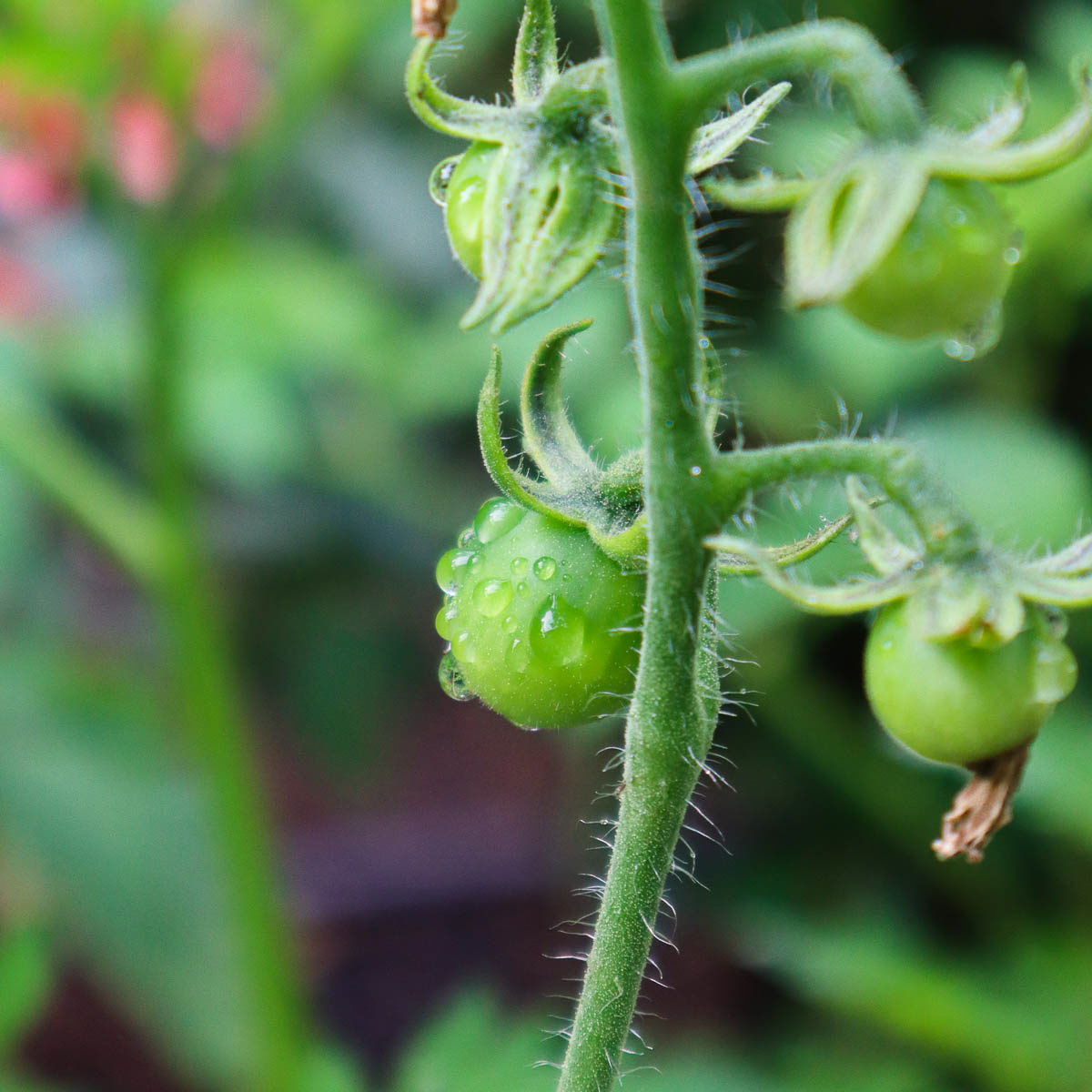 4 raisons de garnir vos plants de tomates et comment le faire