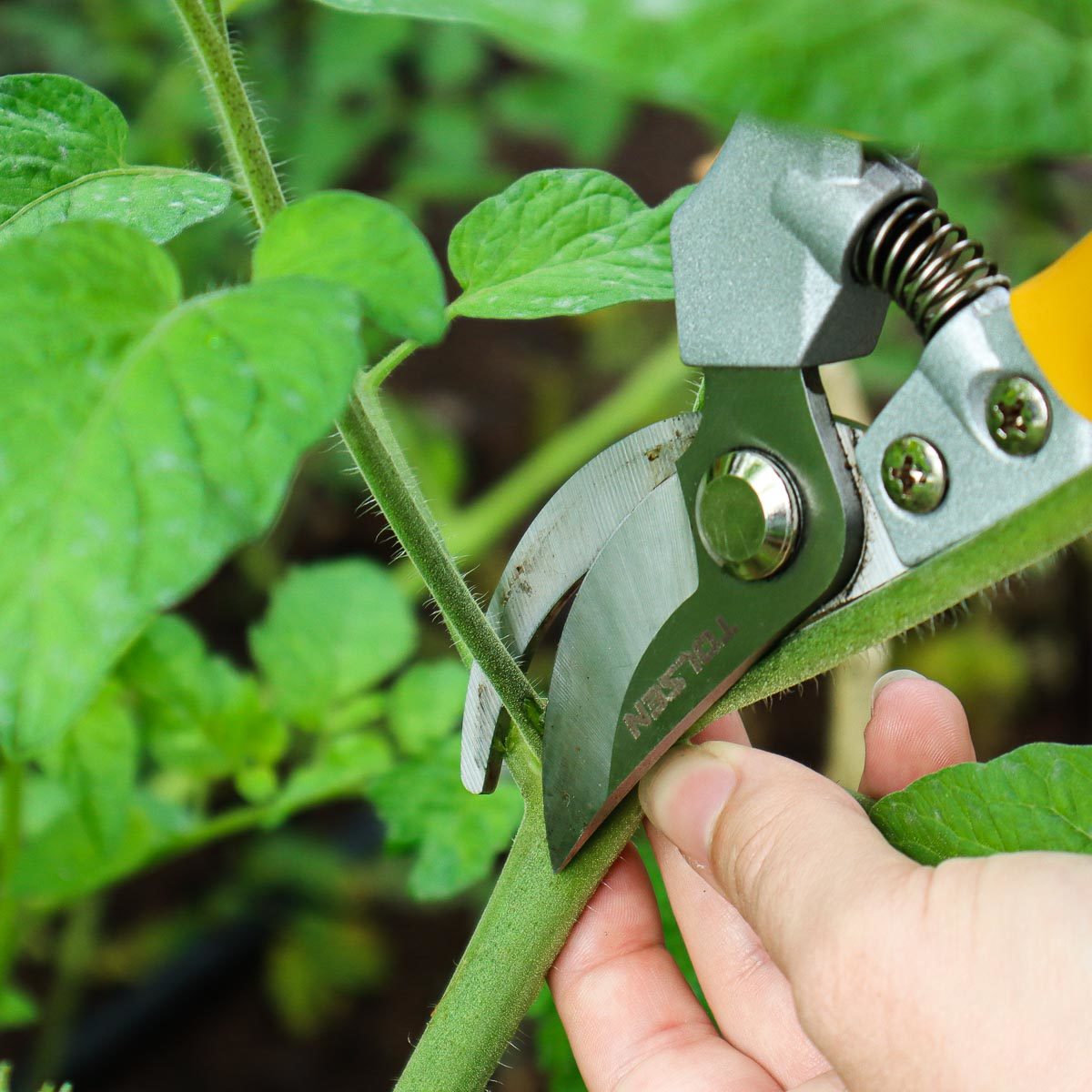 5 fois où vous devriez tailler les plants de tomates pour de grosses récoltes
