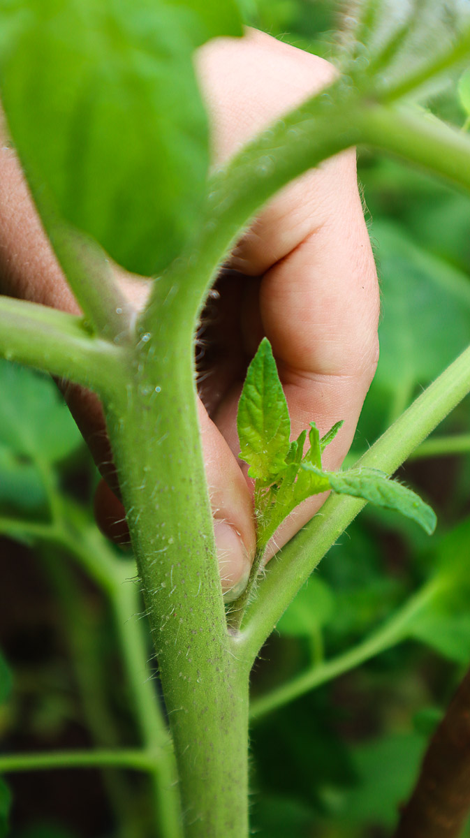5 fois où vous devriez tailler les plants de tomates pour de grosses récoltes