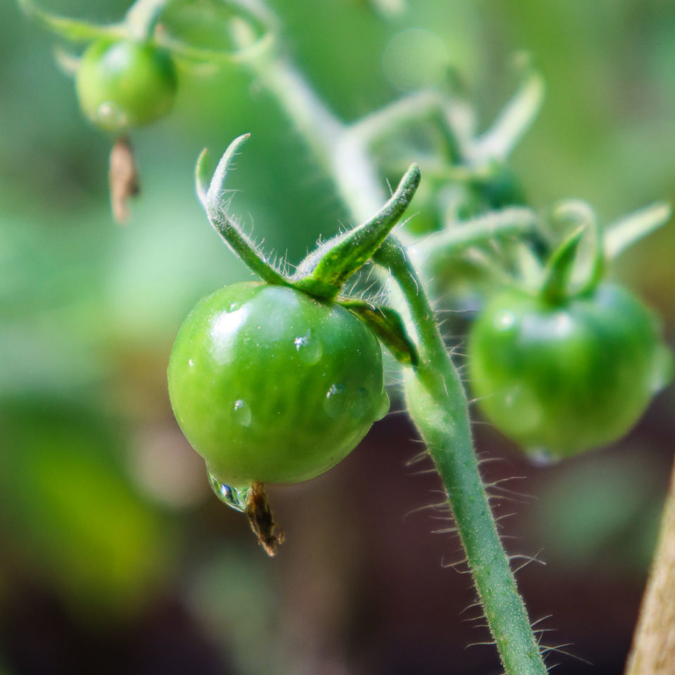 How Pruning Improves Tomato Harvest