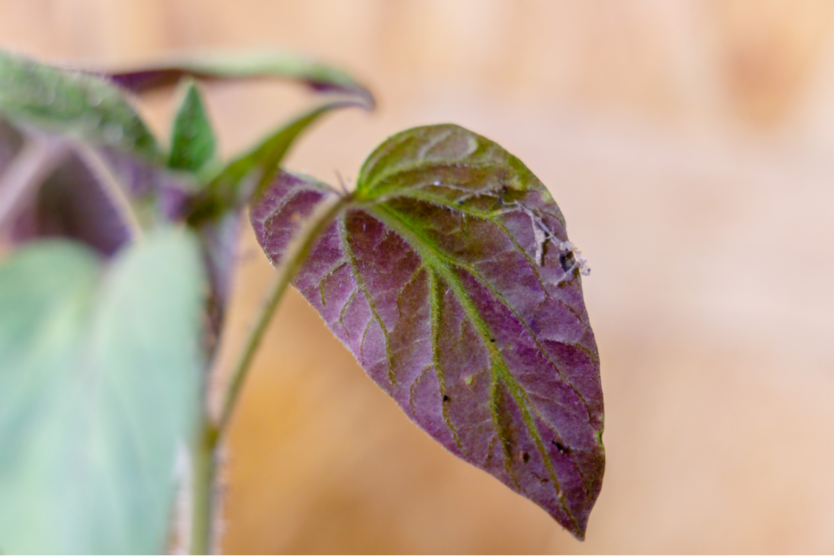 Troubleshooting Purple Leaves in Your Garden - Could It Be Sunburn?