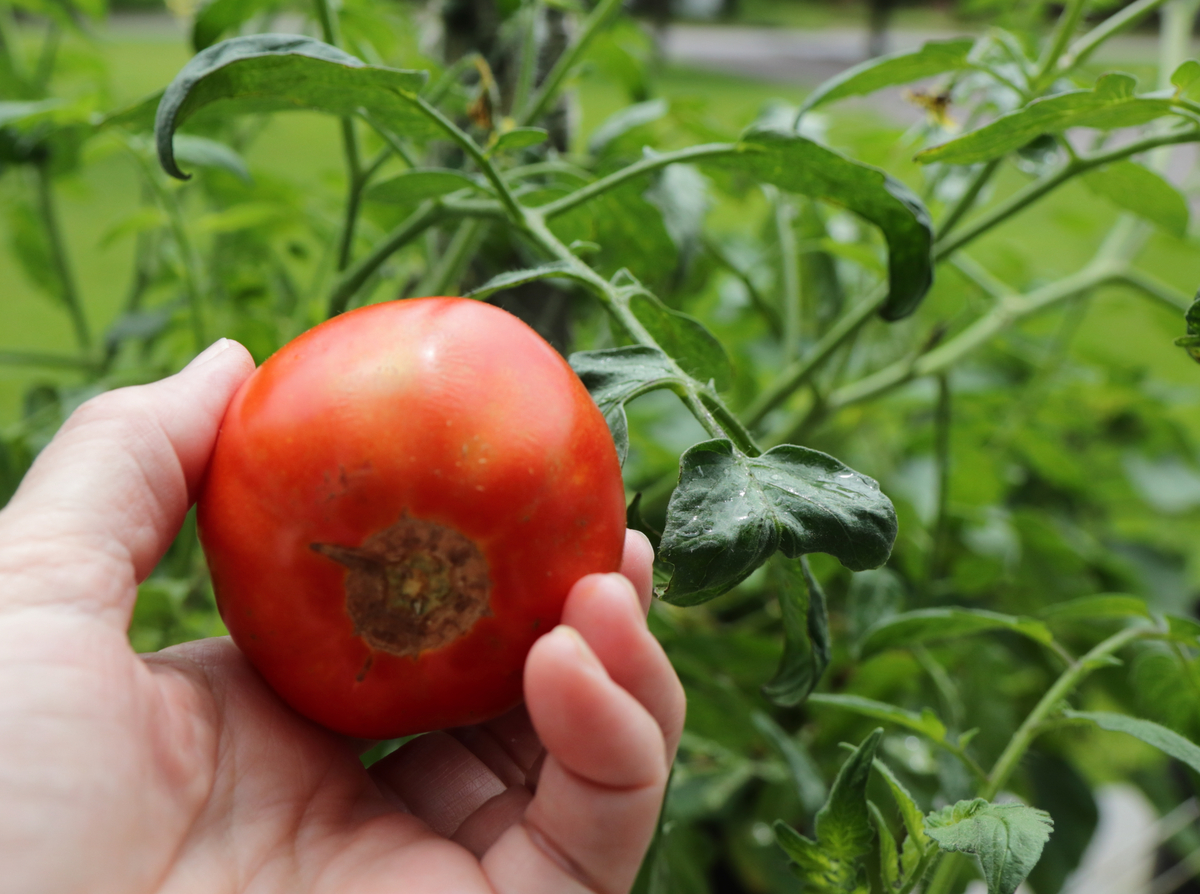 Prevent Sun Scald on Tomatoes: Frost Cloths, Pruning, Socks and Kaolin Clay Tips