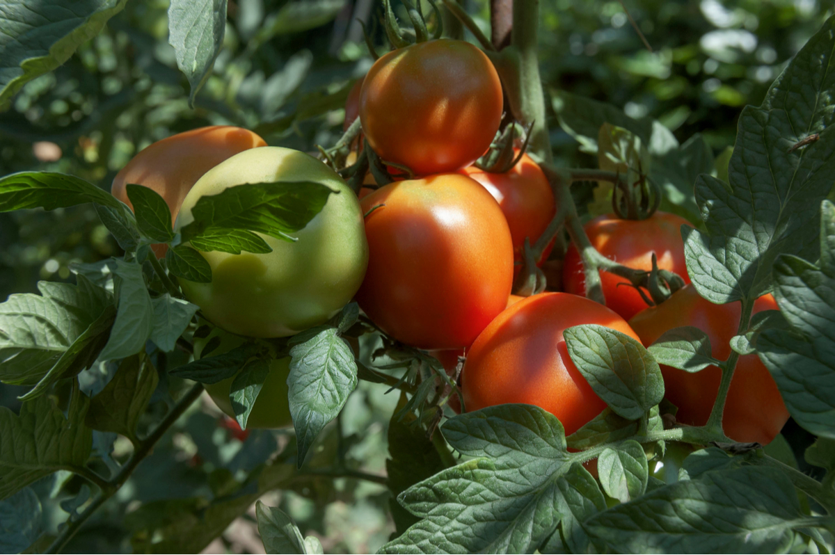 6 raisons pour lesquelles vos feuilles de tomates deviennent violettes (et comment y remédier)