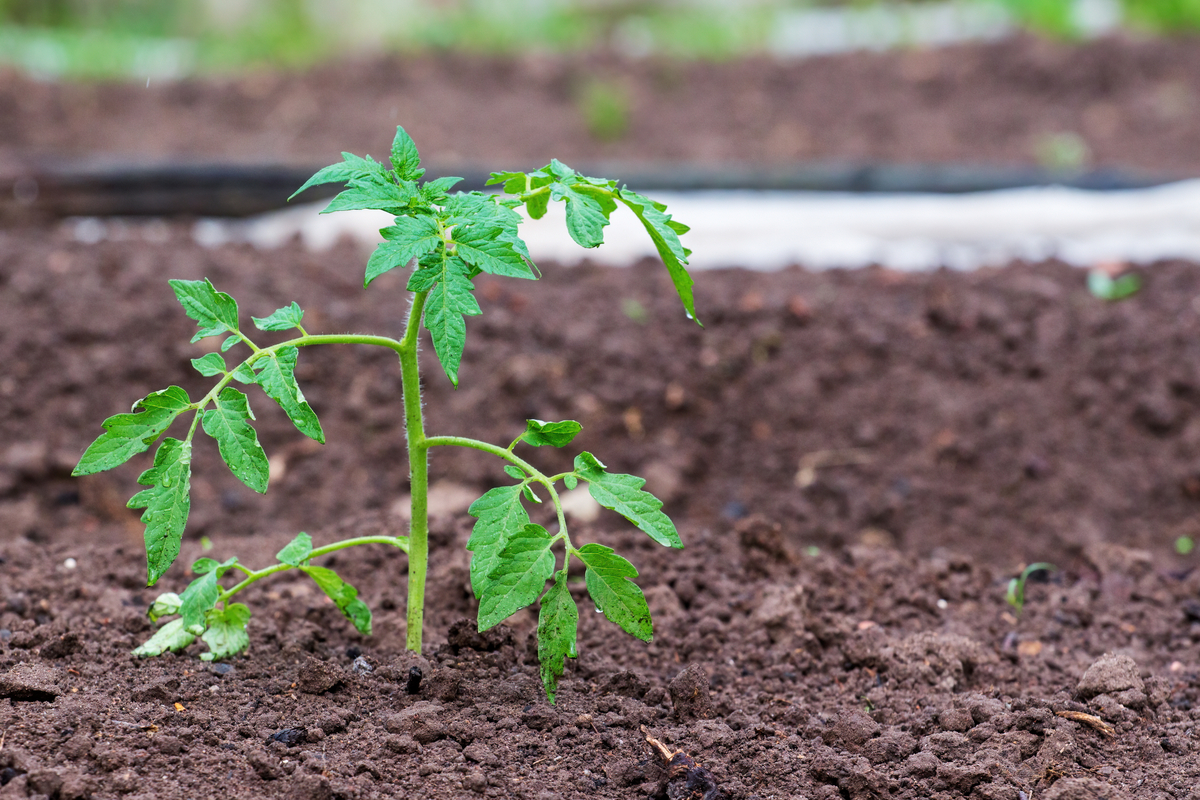 6 raisons pour lesquelles vos feuilles de tomates deviennent violettes (et comment y remédier)