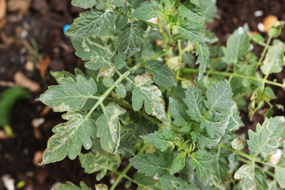 3 Reasons For White Spots On Tomato Leaves (& How To Fix) Tomato Bible