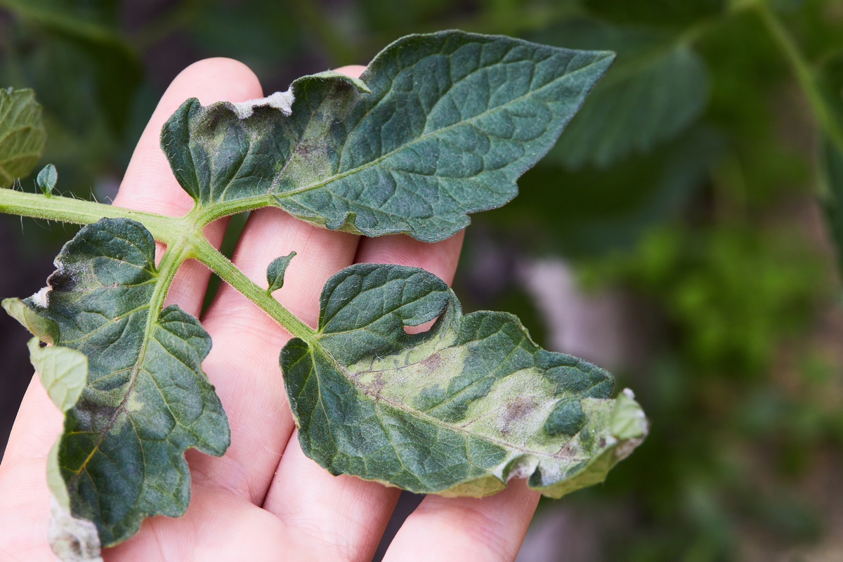 3 raisons pour les taches blanches sur les feuilles de tomates (et comment les réparer)