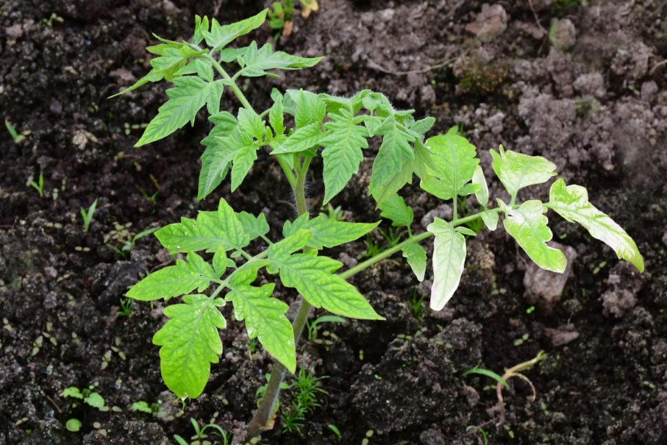 3 Reasons For White Spots On Tomato Leaves (& How To Fix) Tomato Bible