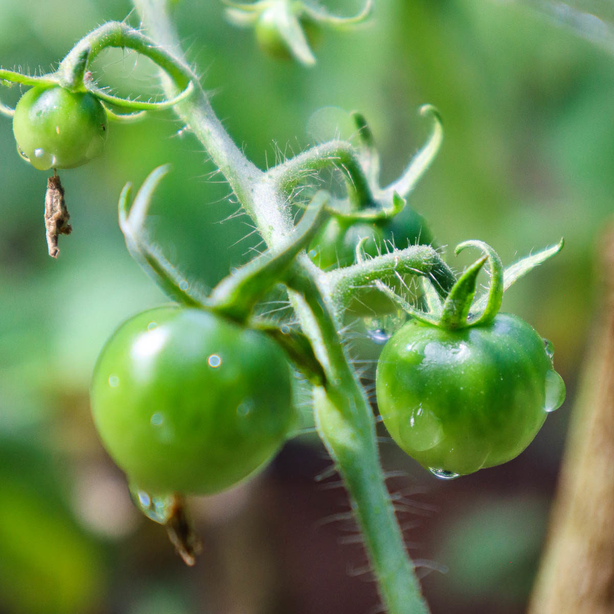 Comment polliniser les tomates à la main (et pourquoi vous devriez)