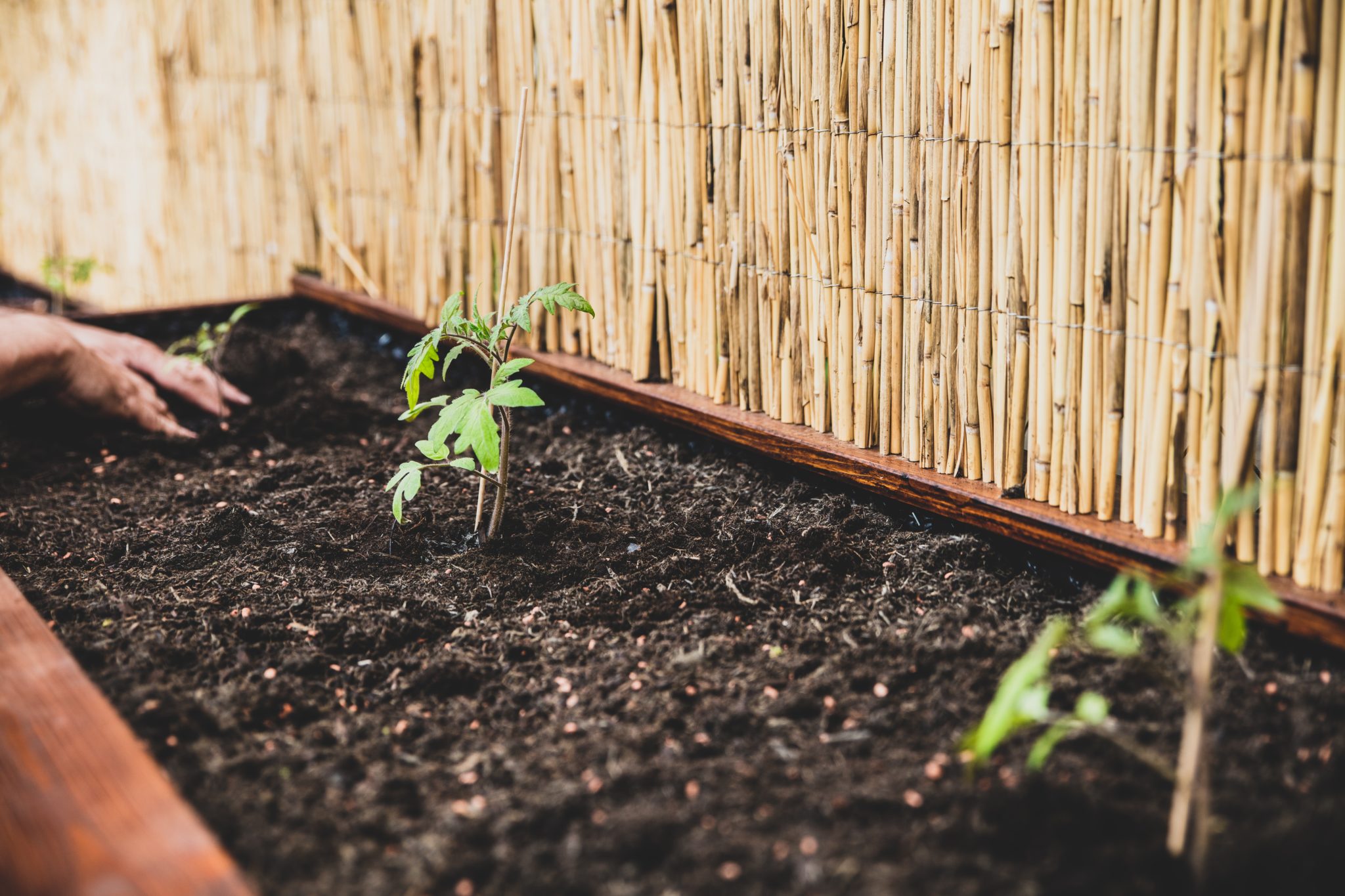 Grow Tomatoes In Raised Beds Everything You Need To Know Tomato Bible