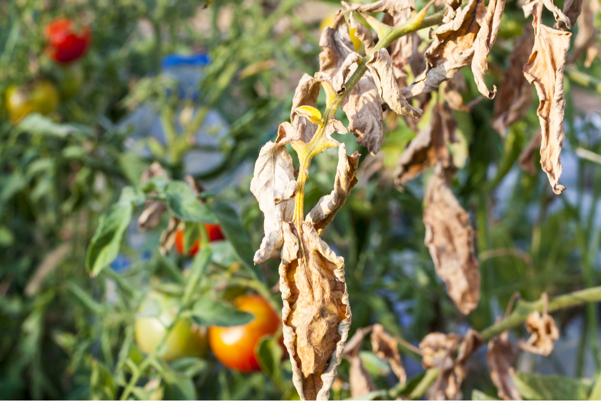 8 Reasons Your Tomato Plants Are Turning Brown (& How To Fix It)