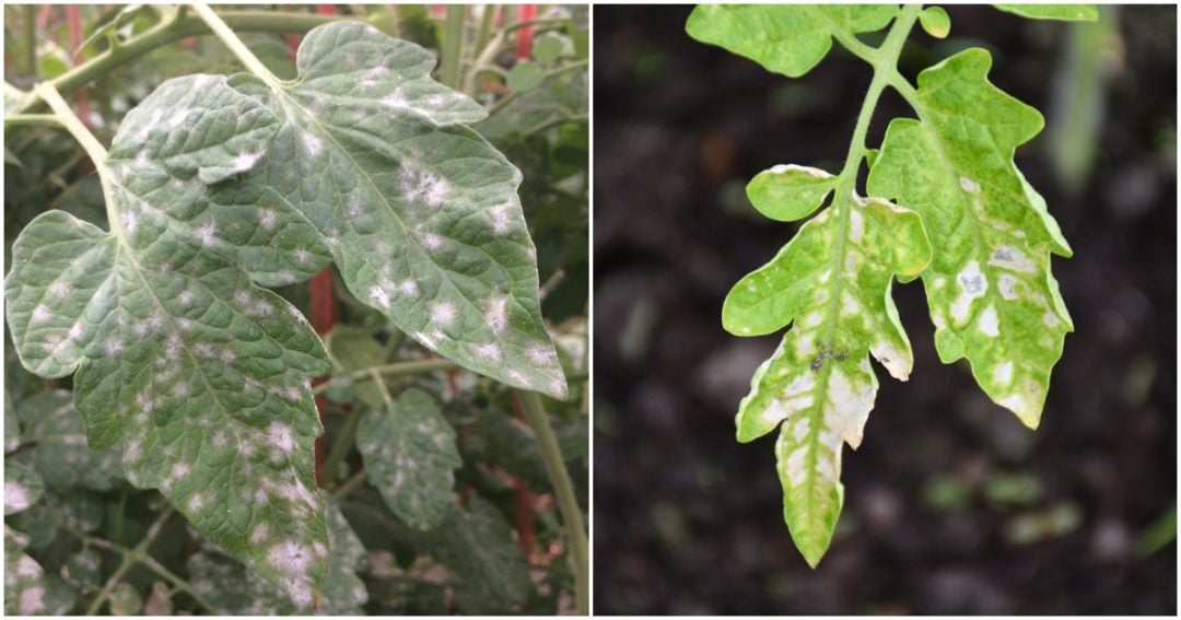 3 Reasons For White Spots On Tomato Leaves How To Fix Tomato Bible 3 Reasons For White Spots On Tomato Leaves How To Fix Tomato Bible
