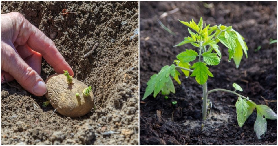 Comment planter des tomates et des pommes de terre ensemble (sans ruiner votre récolte) • BEDE ASSO
