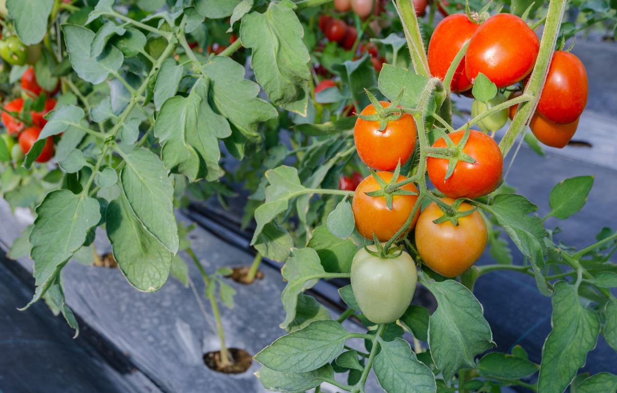 Pourquoi mes tomates ont-elles une peau dure et épaisse ?