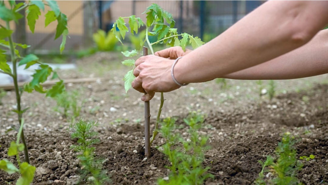 How To Properly Tie & Support Tomato Plants (& 3 Common Mistakes