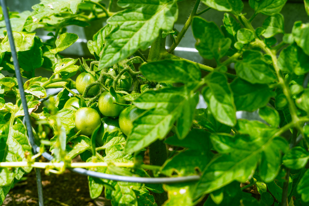 Comment attacher et soutenir correctement les plants de tomates (et 3 erreurs courantes)