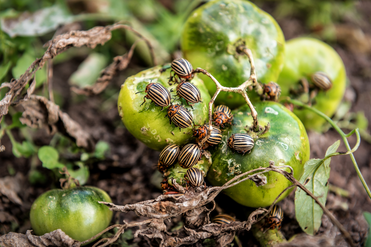 Comment planter des tomates et des pommes de terre ensemble (sans ruiner votre récolte)